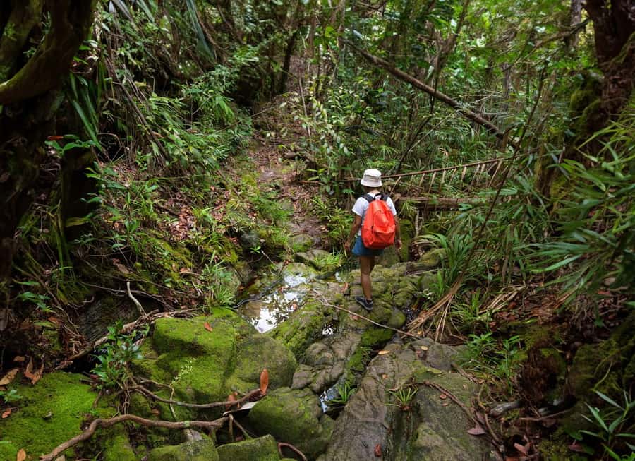 From Khao Lak: Khao Sok Jungle Hike & River Tour - Starting at the Khao Sok park headquarters