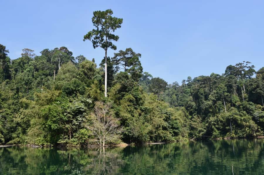 From Krabi: Cheow Lan Lake Cruise and Khao Sok Jungle Hike - Key points to know before booking