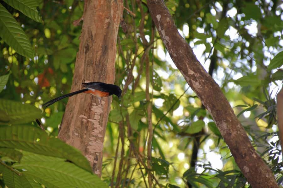 From Krabi: Cheow Lan Lake Cruise and Khao Sok Jungle Hike - Who will enjoy this trip most?