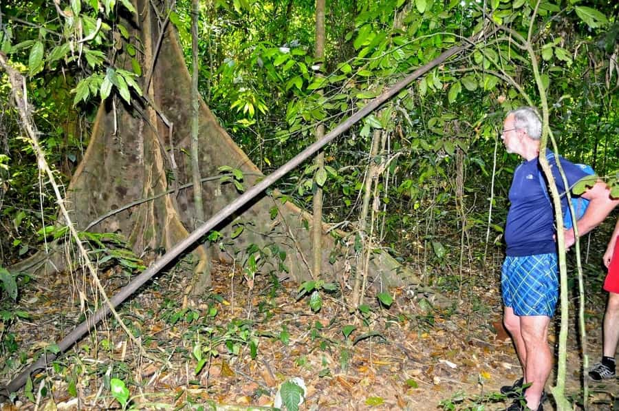 From Krabi: Cheow Lan Lake Cruise and Khao Sok Jungle Hike - Coral Cave, bamboo rafts, and narrow passages
