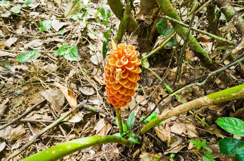 From Kuala Lumpur: Full-Day Taman Negara National Park - Why this day trip works from Kuala Lumpur