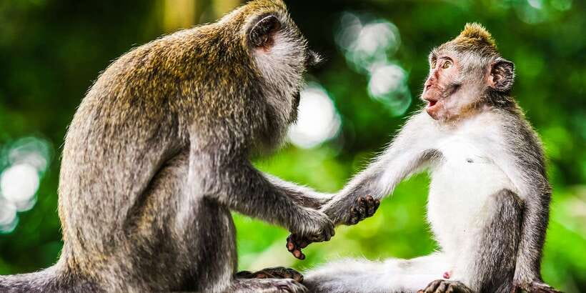 From Kuala Lumpur: Full-Day Taman Negara National Park - What the long drive means for value