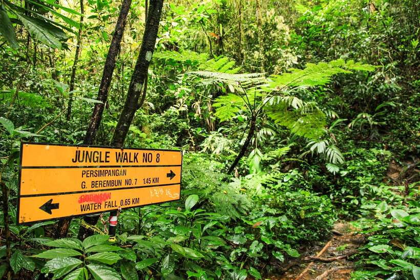 From Kuala Lumpur: Full-Day Taman Negara National Park - Driver quality can shape the whole day