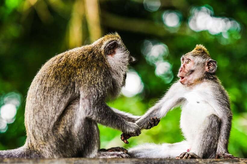 From Kuala Lumpur: Full-Day Taman Negara National Park - Reaching Kampung Kuala Tahan and the rainforest