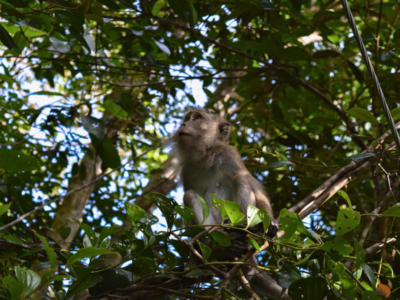From Kuala Lumpur: Taman Negara National Park Private Tour - Lubuk Simpon and the Tualang Tree