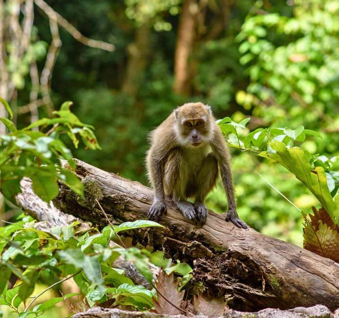 From Kuala Lumpur: Taman Negara National Park Private Tour - Crossing into Taman Negara by boat