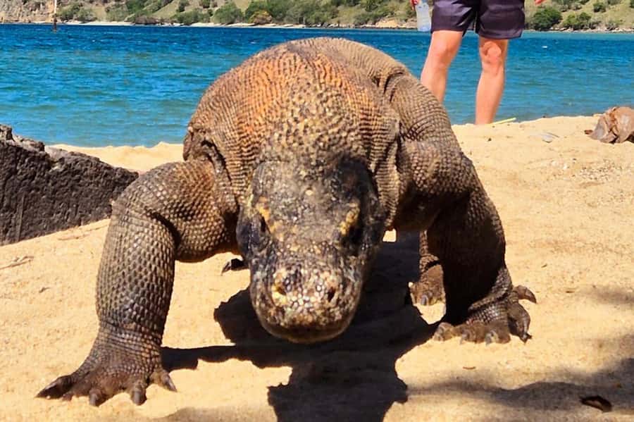 From Labuan Bajo: Komodo Dragons and Island Hop with All Fee - One day, six stops, and a very early start