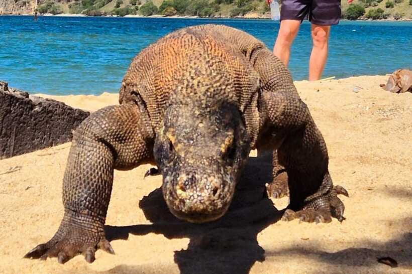 From Labuan Bajo: Komodo Dragons and Island Hop with All Fee - Crowds, fitness, and the practical side
