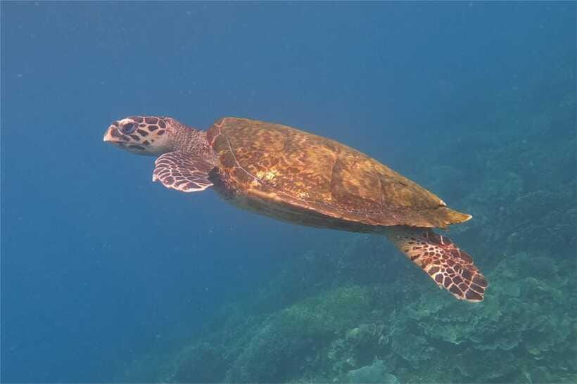 From Labuan Bajo: Komodo Dragons and Island Hop with All Fee - Should you book it?