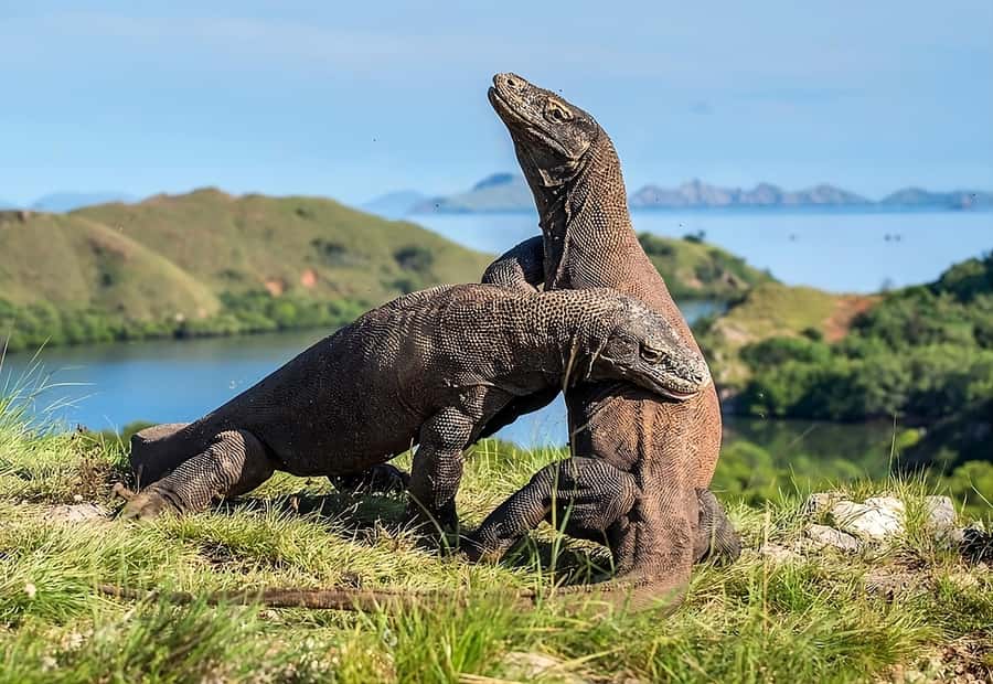 From Labuan Bajo: Komodo Island Day Tour with Snorkeling - Pink Beach: swim, snorkel, or slow down