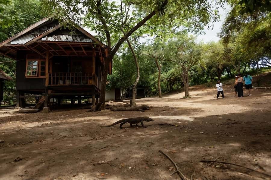 From Labuan Bajo: Komodo Island Day Tour with Snorkeling - Meeting Komodo dragons on Komodo Island