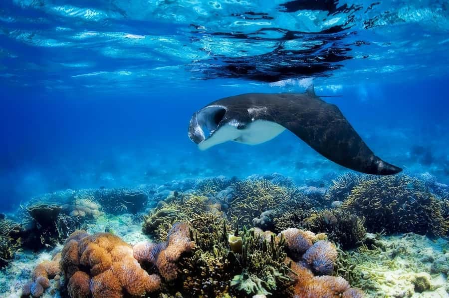 From Labuan Bajo: Komodo Island Day Tour with Snorkeling - Snorkeling at Manta Point and beyond
