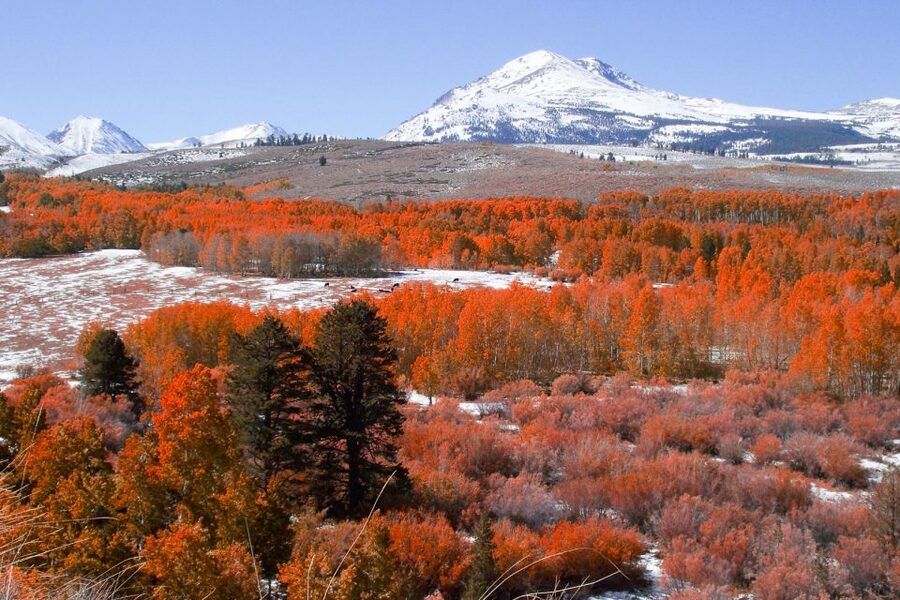 From Lake Tahoe: Yosemite National Park Day Trip with Lunch - Waterfalls, lunch, and the main valley