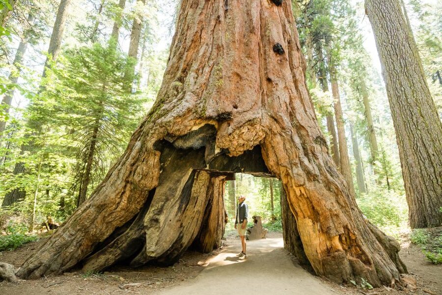 From Lake Tahoe: Yosemite National Park Day Trip with Lunch - What Snowshoe John adds to the day