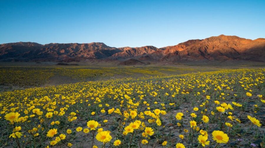 From Las Vegas: Full Day Death Valley Group Tour - Artist’s Drive and Artist’s Palette: color in a narrow canyon