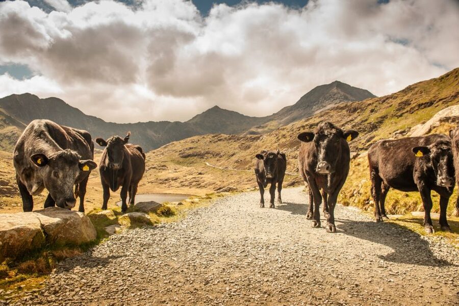 From Manchester: 3-Day Tour of Snowdonia, Wales, and Chester - Llangollen and Chester: a relaxed finish with one grand building