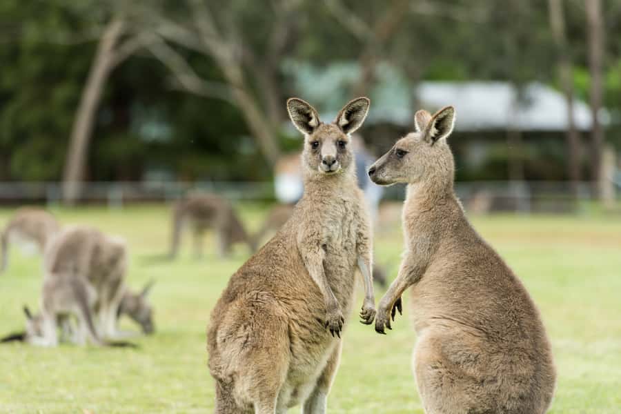 From Melbourne Grampians National Park Kangaroos Guided Tour - Leaving Melbourne for Ballarat and Beaufort