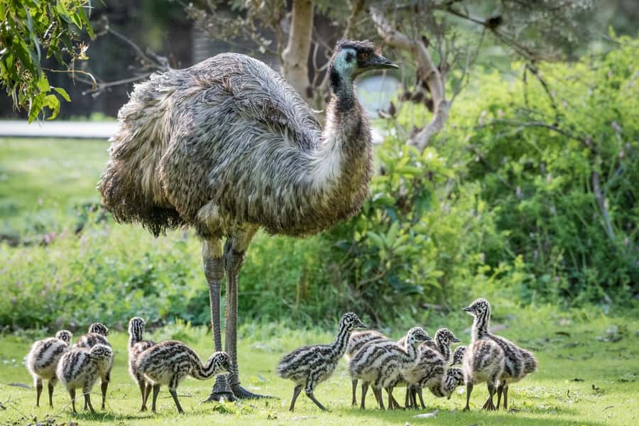 From Melbourne: Grampians National Park Small Group Tour - Silverband Falls and wildlife watching