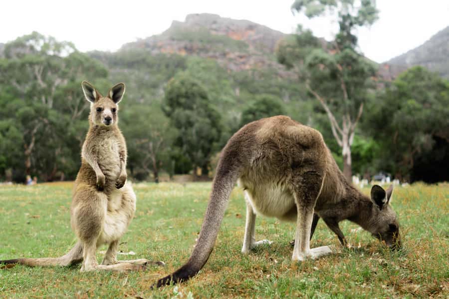 From Melbourne: Grampians National Park Small Group Tour - Why the Grampians make a worthwhile day trip