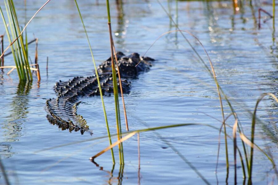 From Miami: Everglades Airboat Alligator Tour with Transfer - How the four-and-a-half-hour schedule works