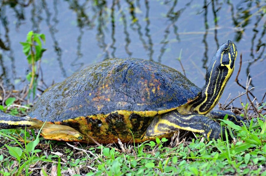 From Miami: Everglades Airboat Alligator Tour with Transfer - Boats, weather, and comfort