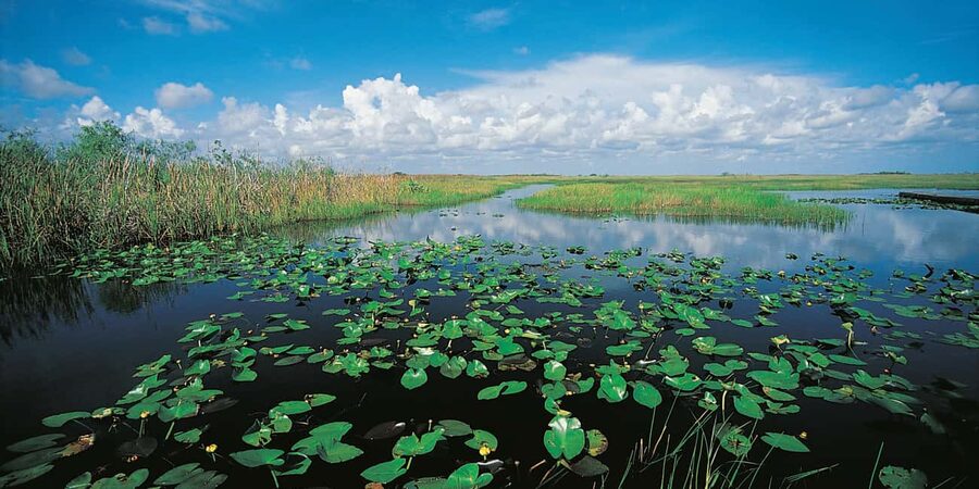 From Miami: Everglades Airboat Alligator Tour with Transfer - Booking and cancellation details