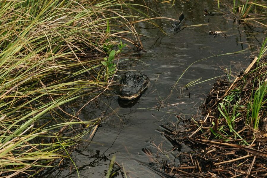 From Miami: Everglades Airboat Ride and Nature Walk - The airboat ride across the sawgrass