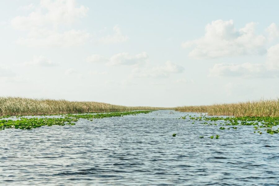 From Miami: Everglades Airboat, Wildlife Show & Bus Transfer - My verdict on the Miami Everglades tour