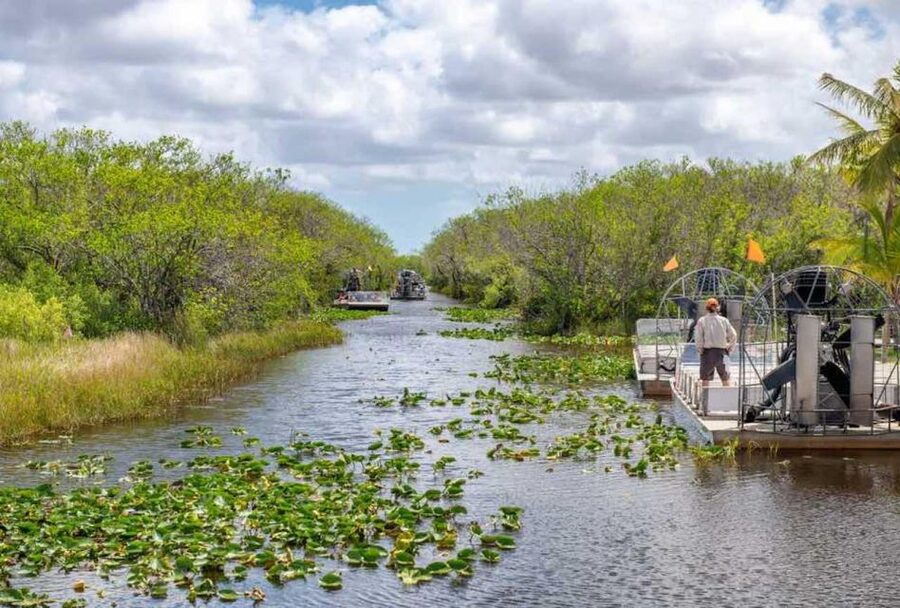From Miami: Everglades Wildlife Show, Airboat & Bus Transfer - The alligator presentation adds a closer look