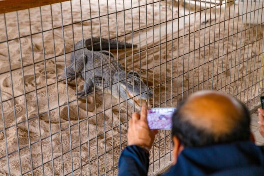 From Miami: Everglades Wildlife Show, Airboat & Bus Transfer - Free time at the park