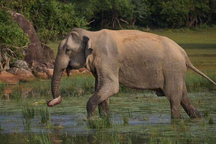 From Mirissa/Galle/Hikkaduwa: Udawalawa National Park Safari - Should you book this Udawalawe tour?