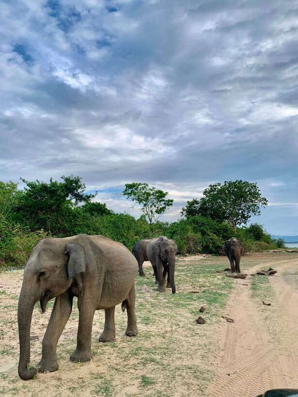 From Mirissa/Galle/Hikkaduwa: Udawalawa National Park Safari - Three hours inside Udawalawe National Park