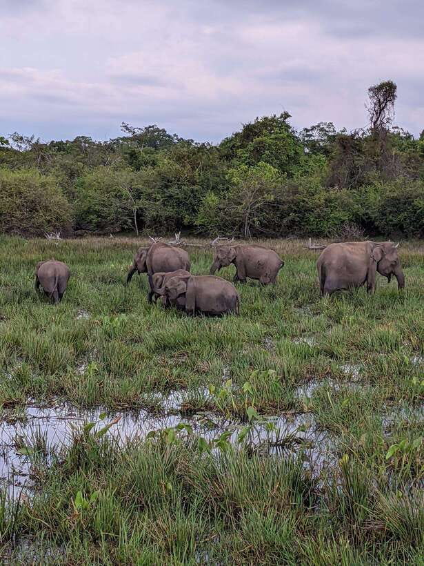 From Mirissa/Galle/Hikkaduwa: Udawalawa National Park Safari - What wildlife can you realistically expect?