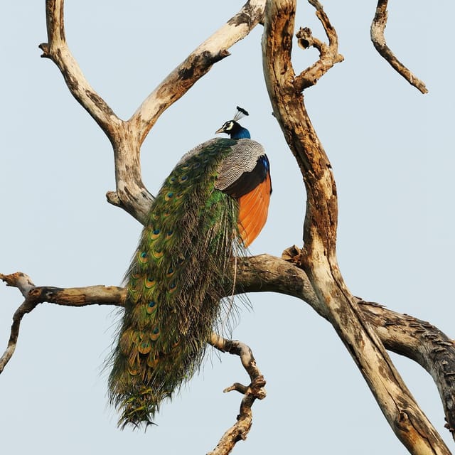 From Mirissa/Galle/Hikkaduwa: Udawalawa National Park Safari - Who will enjoy this safari most?