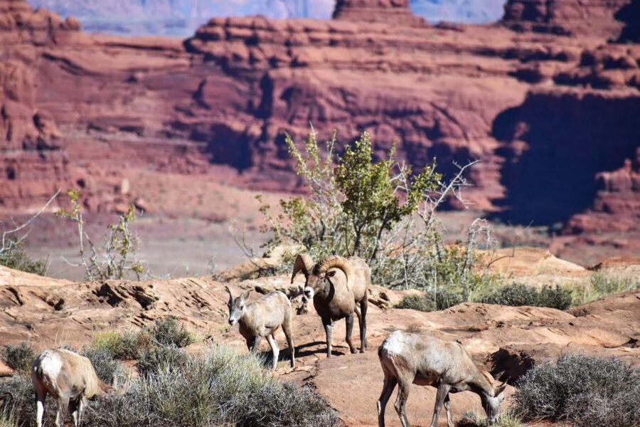 From Moab: Full-Day Canyonlands and Arches 4x4 Driving Tour - Is $337 a good value?