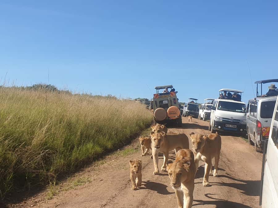 From Nairobi: 3 Days, 2 Nights Maasai Mara Group Safari - Why this safari works for a short Kenya trip