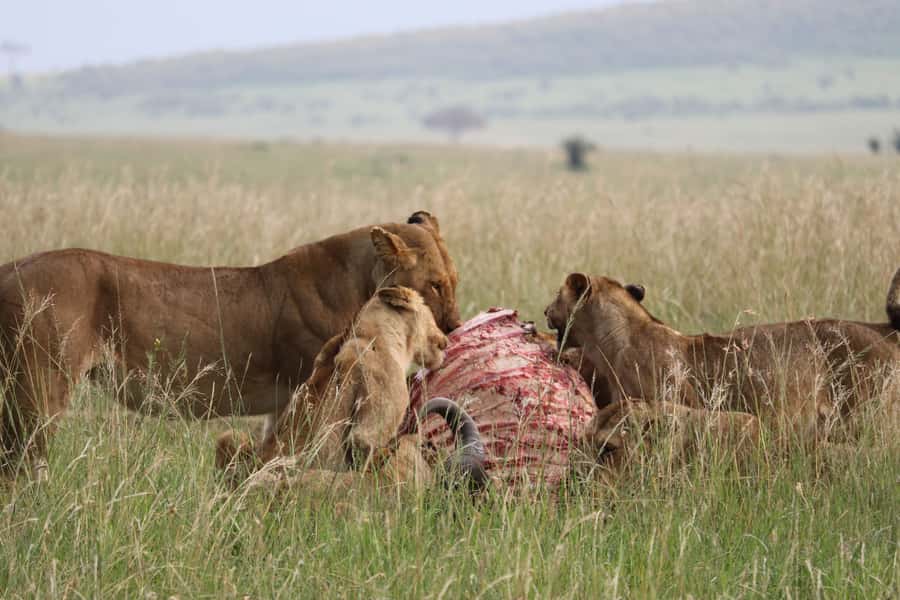 From Nairobi: 3 Days, 2 Nights Maasai Mara Group Safari - Day 2: The full Maasai Mara wildlife day