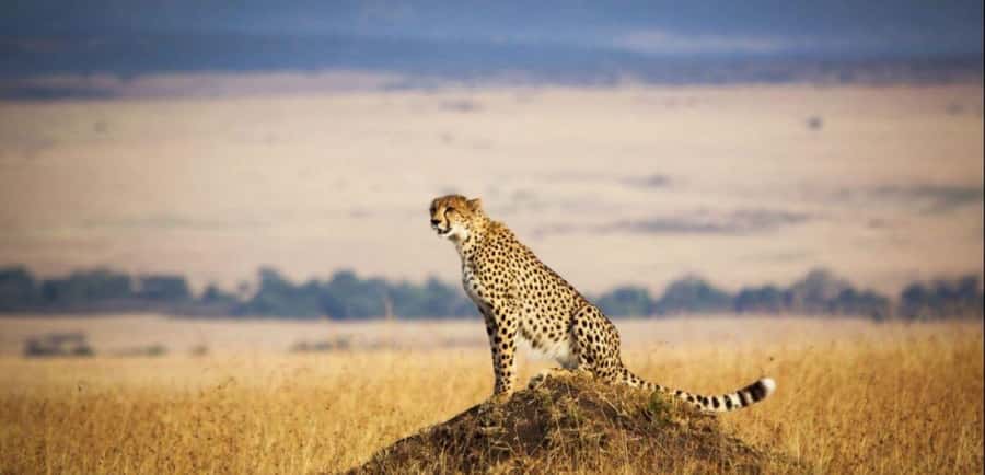 From Nairobi: 3 - Days Maasai Mara Group Safari by 4WD - Key things to know before booking