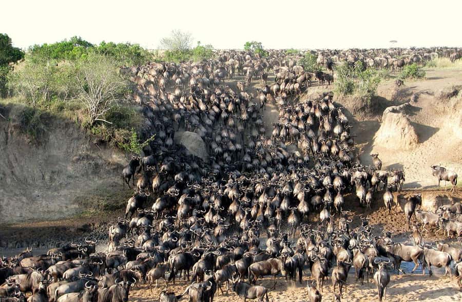 From Nairobi: 3 - Days Maasai Mara Group Safari by 4WD - Nairobi to Maasai Mara via the Great Rift Valley