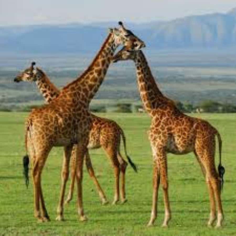 From Nairobi: 3 - Days Maasai Mara Group Safari by 4WD - Two nights at Rhino Tourist Camp