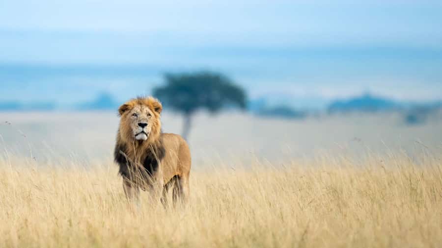 From Nairobi: 4-Day Maasai Mara and Lake Nakuru Group Safari - Key points to know before booking