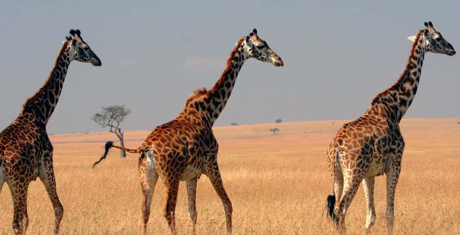 From Nairobi: 4-Day Maasai Mara and Lake Nakuru Group Safari - Why this four-day route works