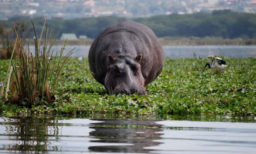 From Nairobi: Lake Naivasha and Hell's Gate Park Day Tour - A full day from Nairobi to the Rift Valley