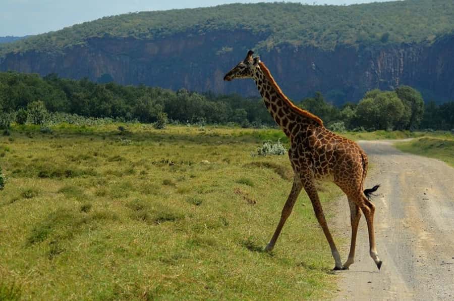 From Nairobi: Lake Naivasha and Hell's Gate Park Day Tour - Hell’s Gate by bicycle