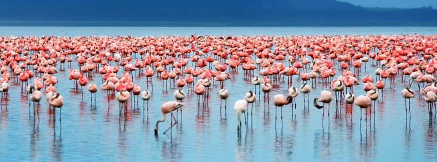 From Nairobi: Lakes Nakuru & Naivasha National Park Day Tour - Wildlife Viewing When the Day Is Already Warm
