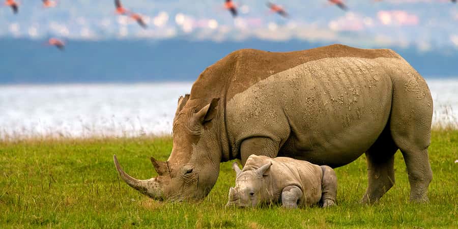 From Nairobi: Lakes Nakuru & Naivasha National Park Day Tour - A Full Day in a Private Vehicle