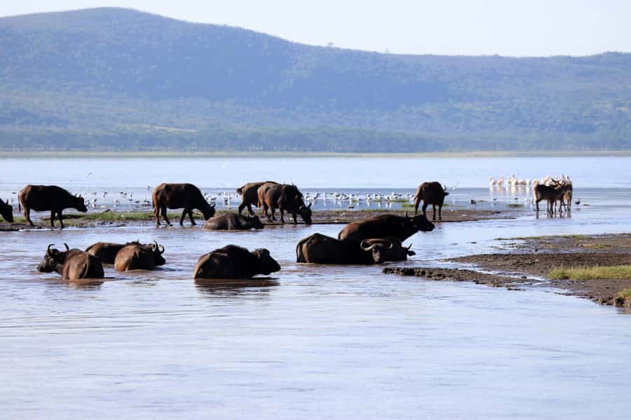 From Nairobi: Lakes Nakuru & Naivasha National Park Day Tour - Practical Details Before You Reserve