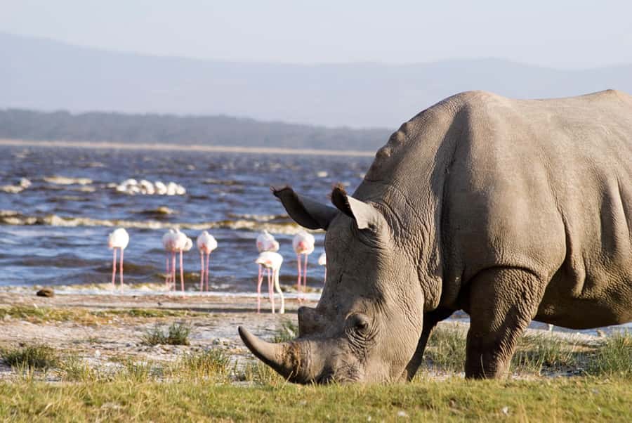 From Nairobi: Lakes Nakuru & Naivasha National Park Day Tour - Should You Book the Nakuru and Naivasha Day Tour?