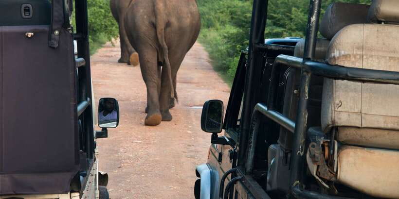 From Negombo: Wilpattu National Park Safari Guided Day Tour - Key points to know before booking