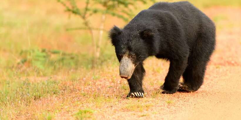 From Negombo: Wilpattu National Park Safari Guided Day Tour - Should you book the Wilpattu safari from Negombo?